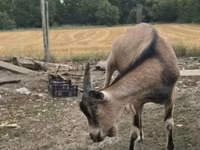 Kozel, Alpine goat — foto 6