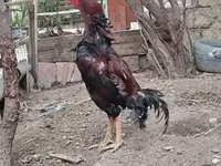 Chickens — عکس 3