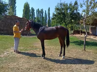 اسب نر, Thoroughbred horse — عکس 1