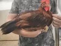 Chickens — foto 1