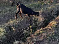 Ziege, Nubian Goat — Foto 2