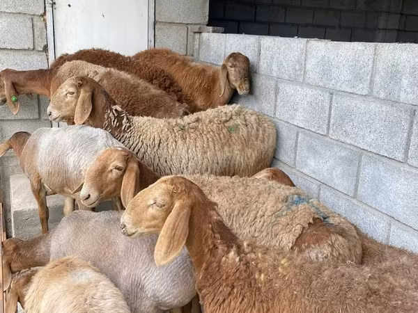 Sheep, Sheep — Kyrgyzstan
