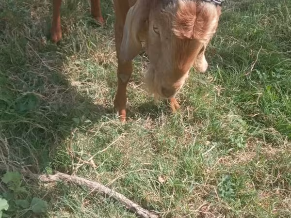 Kozel, Kozy — Moldavsko