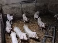 Schweine (Partie, Geschlecht nicht angegeben), Schweine — Foto 8