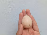 Australorp — sawirka 8