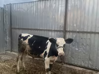 Kuh, Russian Black pied cattle — Foto 2