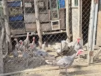 Turkeys — φωτογραφία 5
