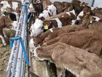 โคเนื้อ (เป็นล็อต, ไม่ระบุเพศ), Simmental cattle — รูปภาพ 1