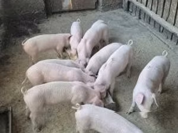 Doofaarro (xirmo, jins lama sheegin), Крупная белая