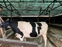 Mucca, Razza Holstein — foto 2