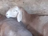 Berbec, Arashan sheep — foto 3