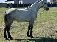 Kuda jantan, Horses — foto 2