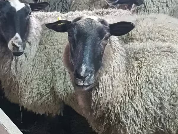 பெண் ஆடு, Romanov sheep
