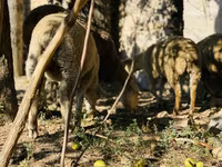 Vædder, Merinoland sheep — foto 6