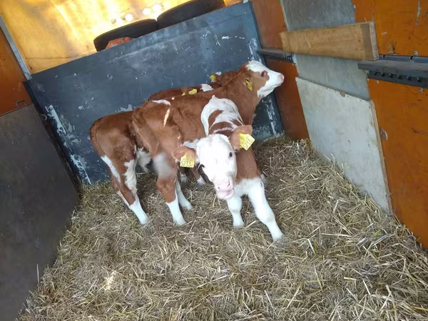 گاو نر, Simmental cattle