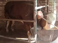 Tyre, Simmental cattle — foto 3
