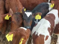 Tyre, Simmental cattle — foto 4