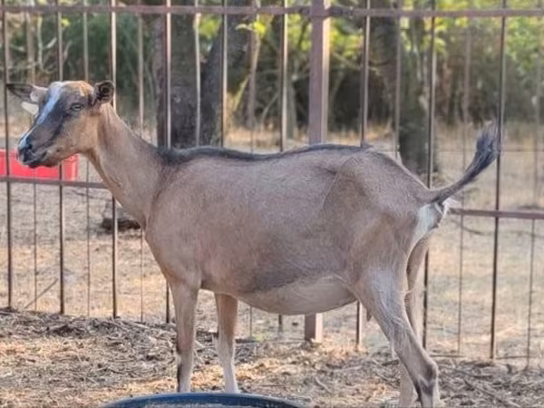母山羊, Alpine goat