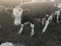 Toro, Simmental cattle — foto 6