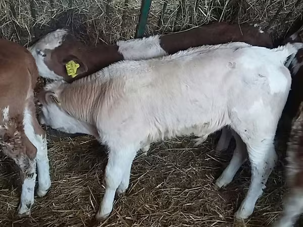 Bik, Simmental cattle