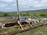 Cow, Russian Black pied cattle — photo 2