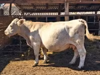 Vaca, Charolais cattle — foto 2