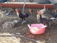 Chickens — รูปภาพ 5