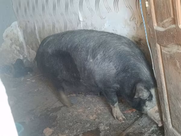 Doofaar lab, Pigs