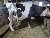 گاو ماده, Russian Black pied cattle — عکس 5