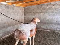 ვერძი, ცხვრები — ფოტო 2