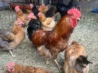Chickens — الصورة 1