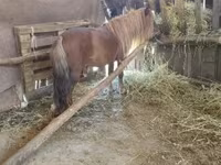Cavallo, Cavalli — foto 1