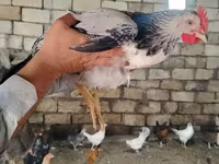 Chickens — 6-rasm
