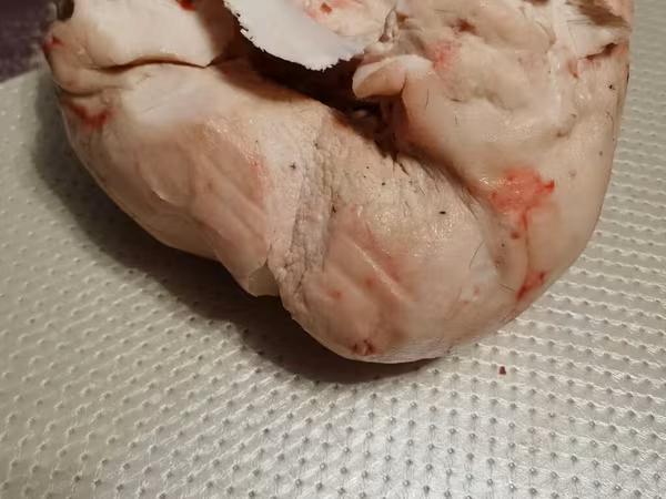 Ram, Sheep — Kyrgyzstan