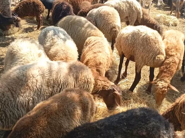 Ovejas (lote, sexo no especificado), Ovejas