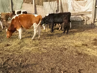 Býk, Russian Black pied cattle — foto 3