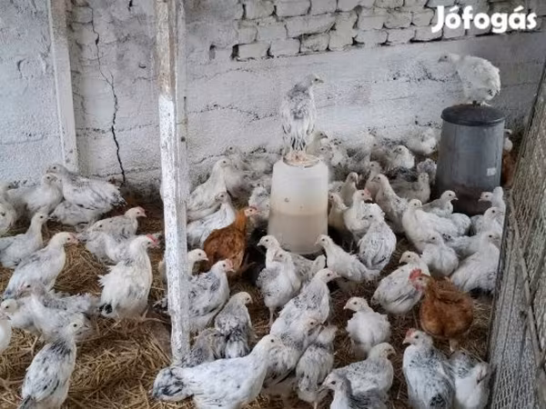 Chickens