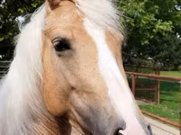 Kuda betina, Hungarian horse breed — foto 1