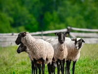 Κριός, Romanov sheep — φωτογραφία 4