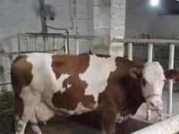 Tjur, Simmental cattle — foto 3