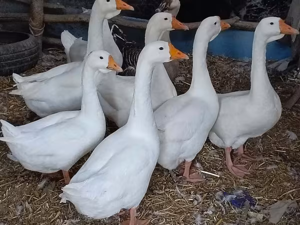 Geese