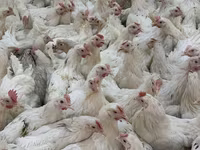 Chickens — عکس 4