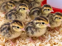 Quails — تصویر 1