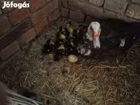 Ducks — عکس 4