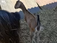 Коза, Nubian Goat — фото 1