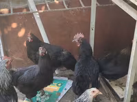 Chickens — عکس 6