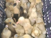Ducks — عکس 2