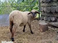 Ovce, White Suffolk sheep — foto 1