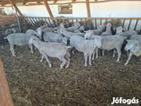 Vædder, Merino sheep — foto 1