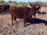 گاو ماده, گاو — عکس 1